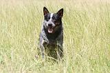 BOUVIER AUSTRALIEN 132
